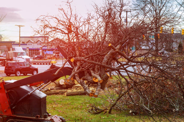 Best Root Management and Removal  in Reiffton, PA