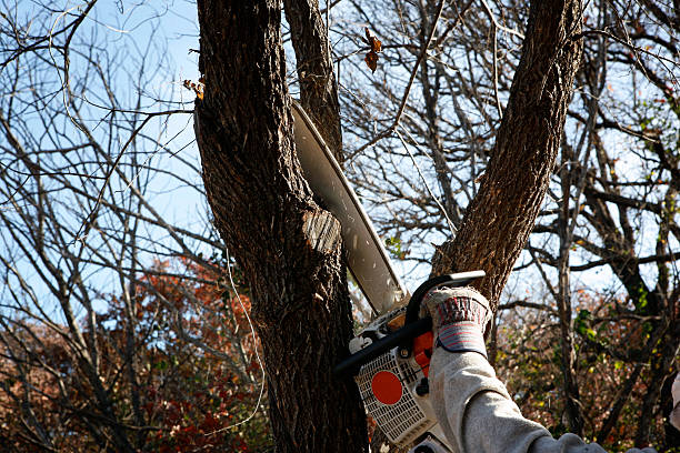 Best Tree Mulching  in Reiffton, PA