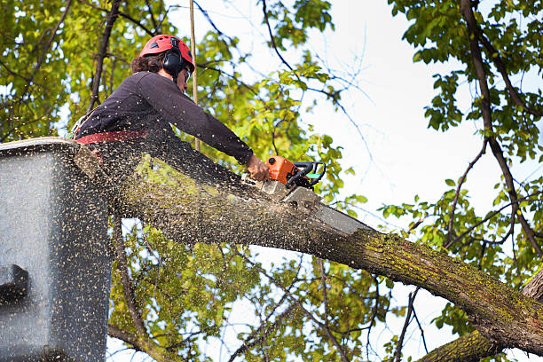 How Our Tree Care Process Works  in  Reiffton, PA