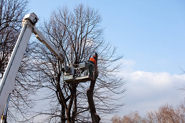 Best Tree Health Inspection  in Reiffton, PA