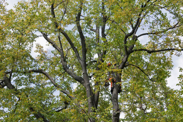 Best Commercial Tree Services  in Reiffton, PA